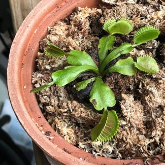 Venus Fly Trap plant in Nashville, Tennessee