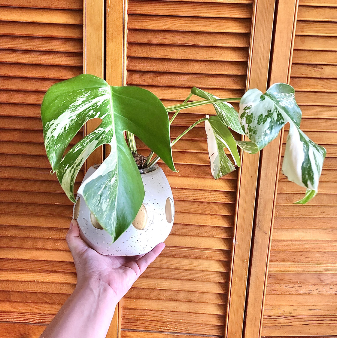 Monstera 'Albo' plant with variegated leaves held by a hand, wooden panel background.