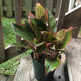 Chinese Evergreen plant in Nashville, Tennessee