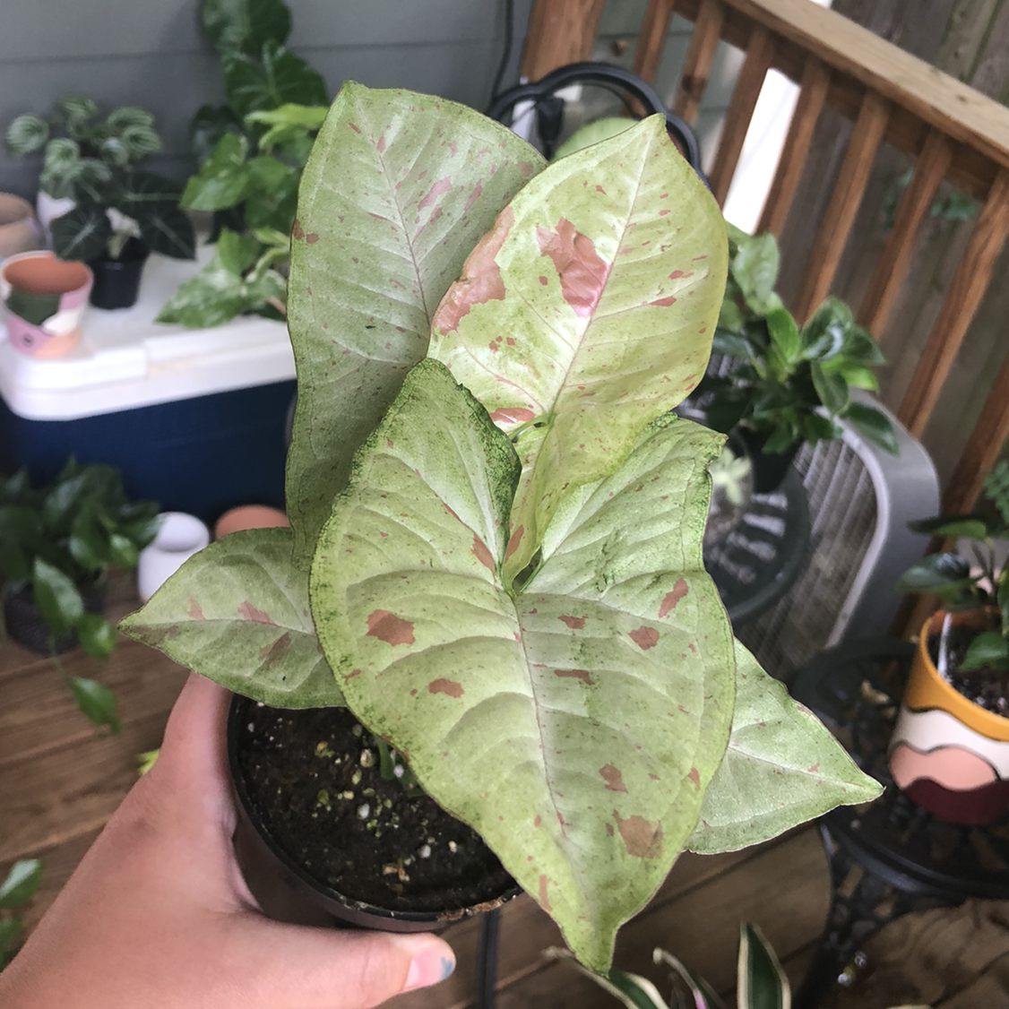 Confetti Syngonium plant with some leaf discoloration, potted with visible soil, held by a hand.