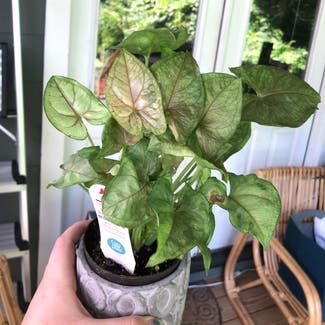 Syngonium 'Berry' plant in Nashville, Tennessee