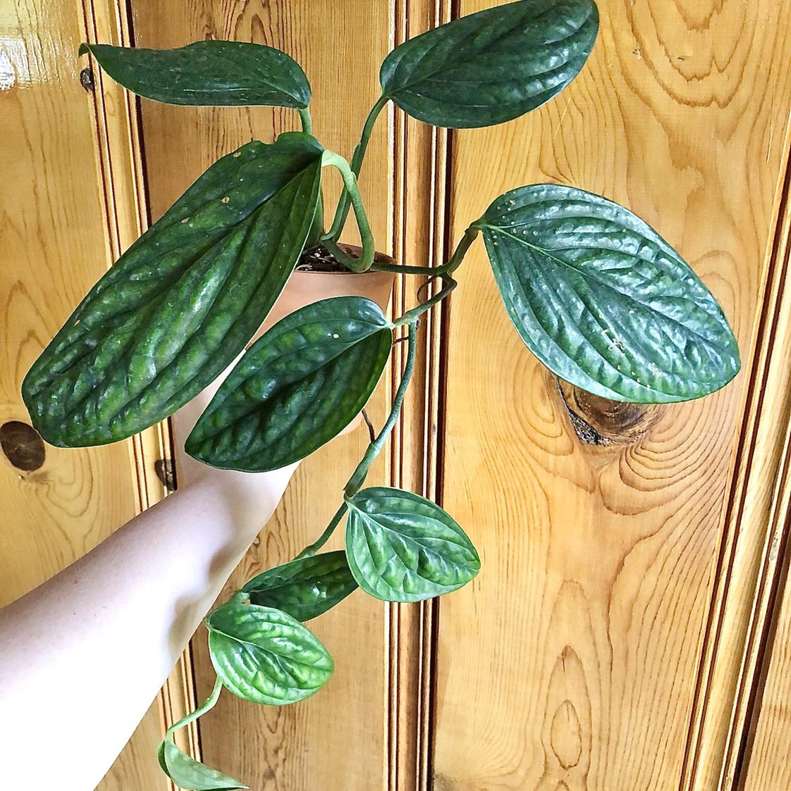 Monstera pinnatipartita plant with green leaves held by a hand.