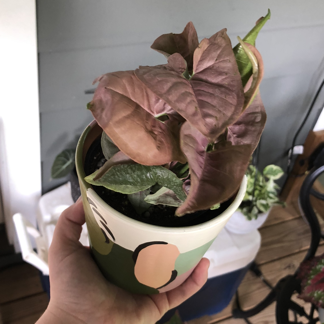 Potted Pink Arrowhead Vine with browning leaves held by a hand.