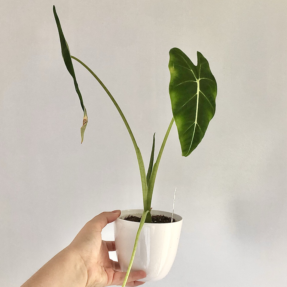 Alocasia 'Frydek' plant in a white pot with some yellowing and browning on one leaf, held by a hand.