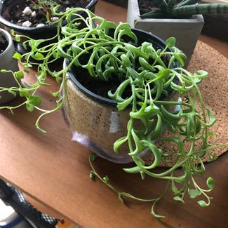 String of Dolphins plant in Nashville, Tennessee