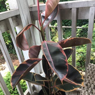 Ficus 'Ruby' plant in Nashville, Tennessee