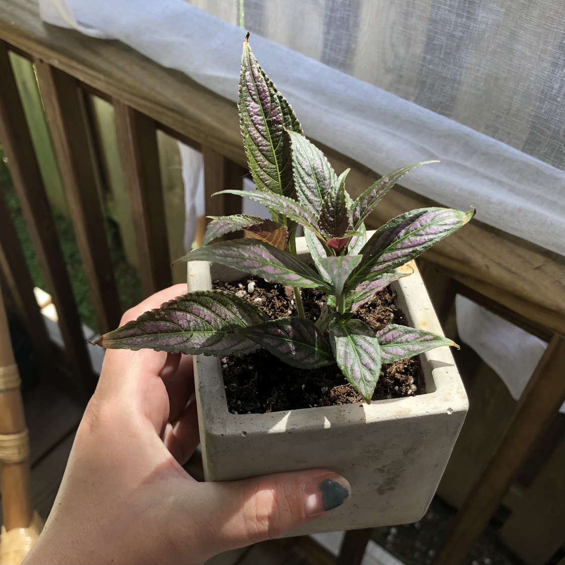 Photo of the plant species Persian Shield by @abidina named Al Jr. on Greg, the plant care app