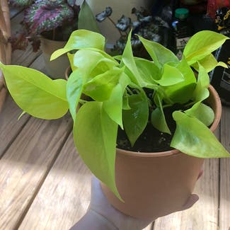 Neon Pothos plant in Nashville, Tennessee