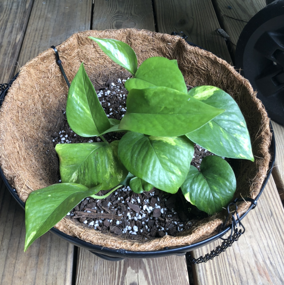 Taro Vine plant photo by @abidina named Goldilocks on Greg, the plant care app.