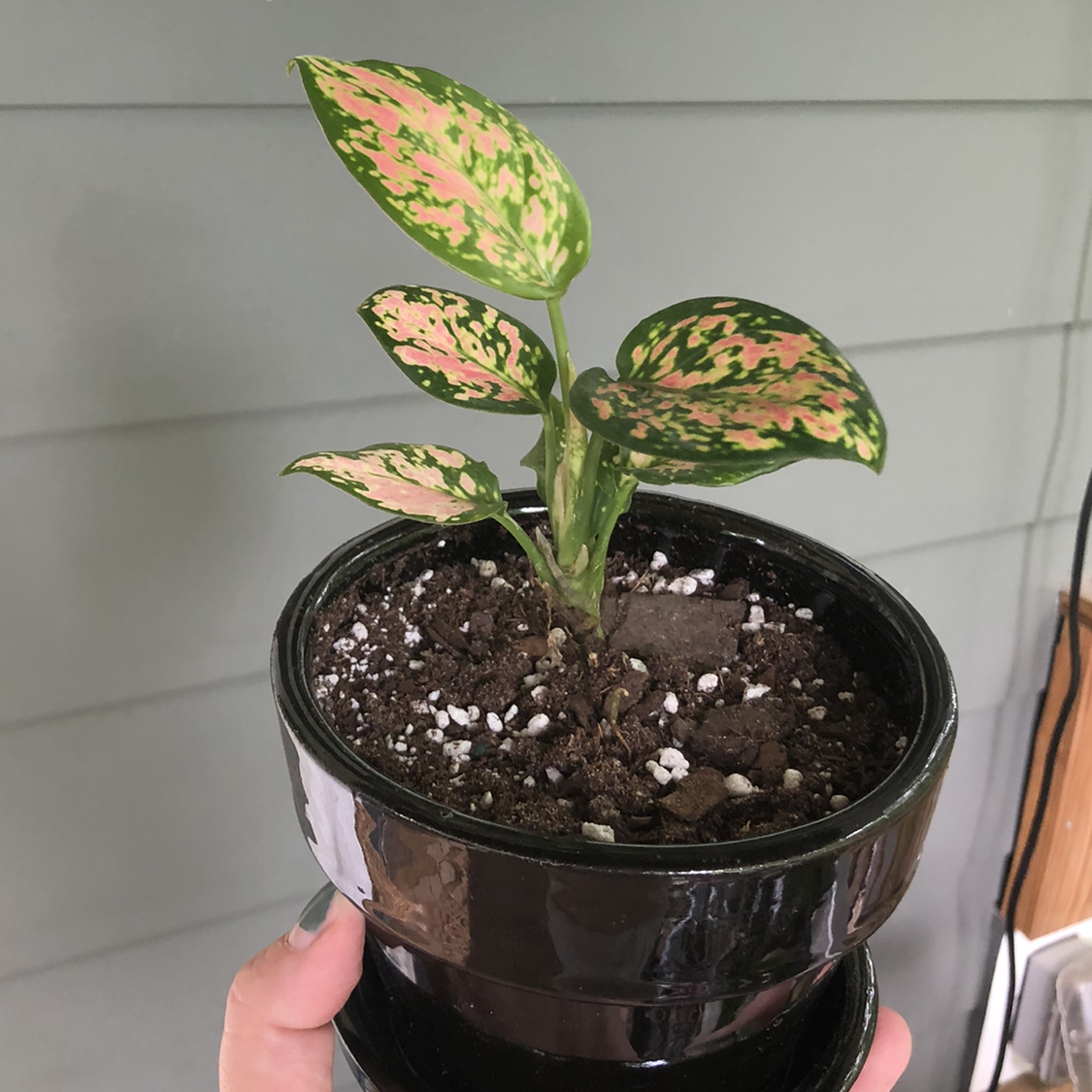 Chinese Evergreen 'Wishes' plant in a black pot with variegated green and pink leaves.