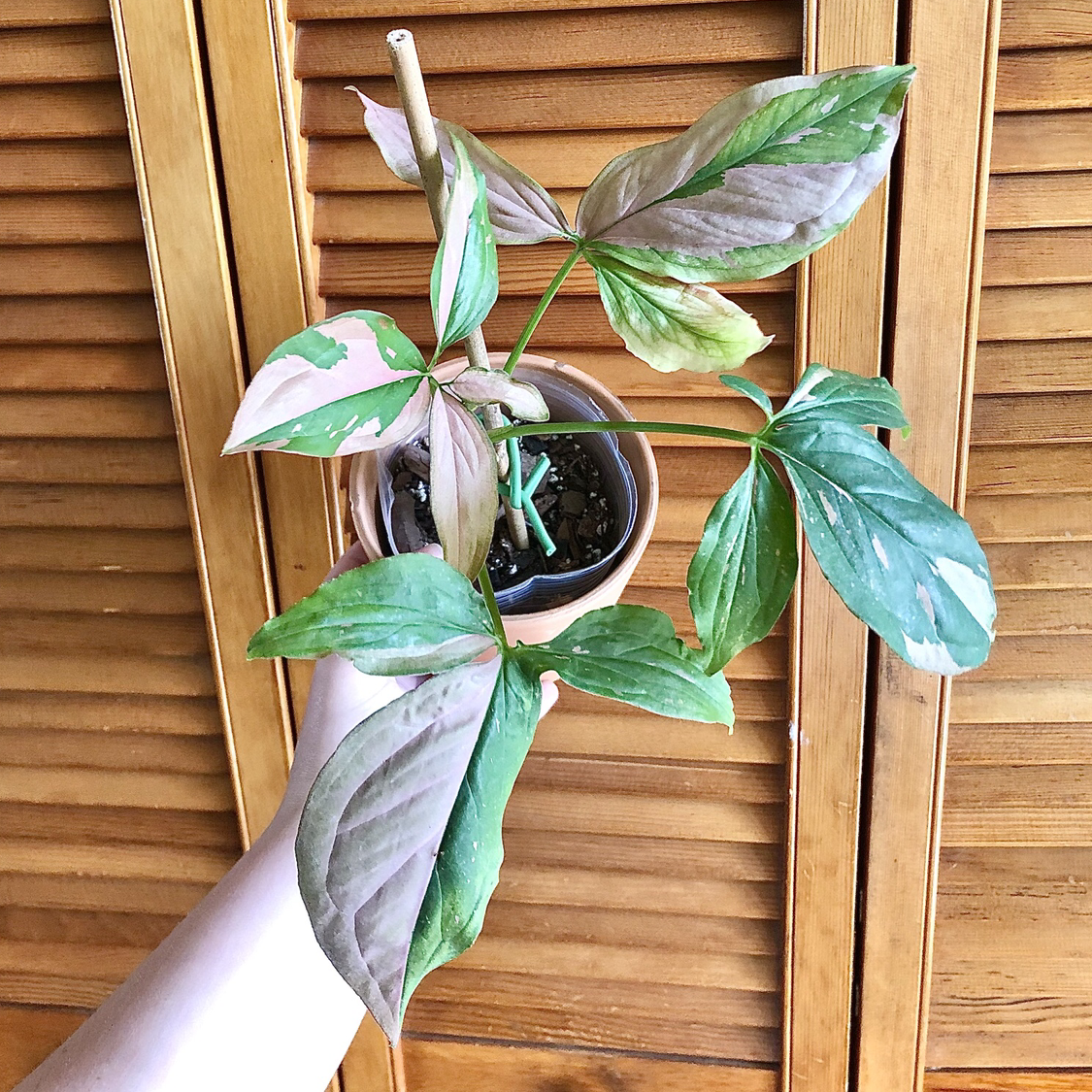 Pink Splash Arrowhead Vine with discolored leaves held by a hand in a small pot.