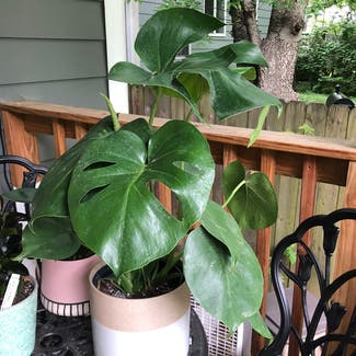 Monstera plant in Nashville, Tennessee