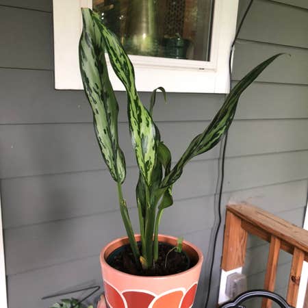 Photo of the plant species Chinese Evergreen 'Juliette' by Abidina named Juliette on Greg, the plant care app