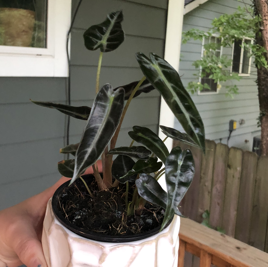 Photo of the plant species Alocasia 'Bambino' by @abidina named Bambino on Greg, the plant care app
