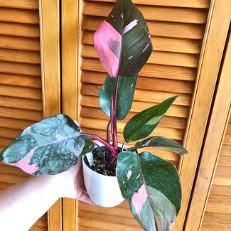 Pink Princess Philodendron plant in Nashville, Tennessee