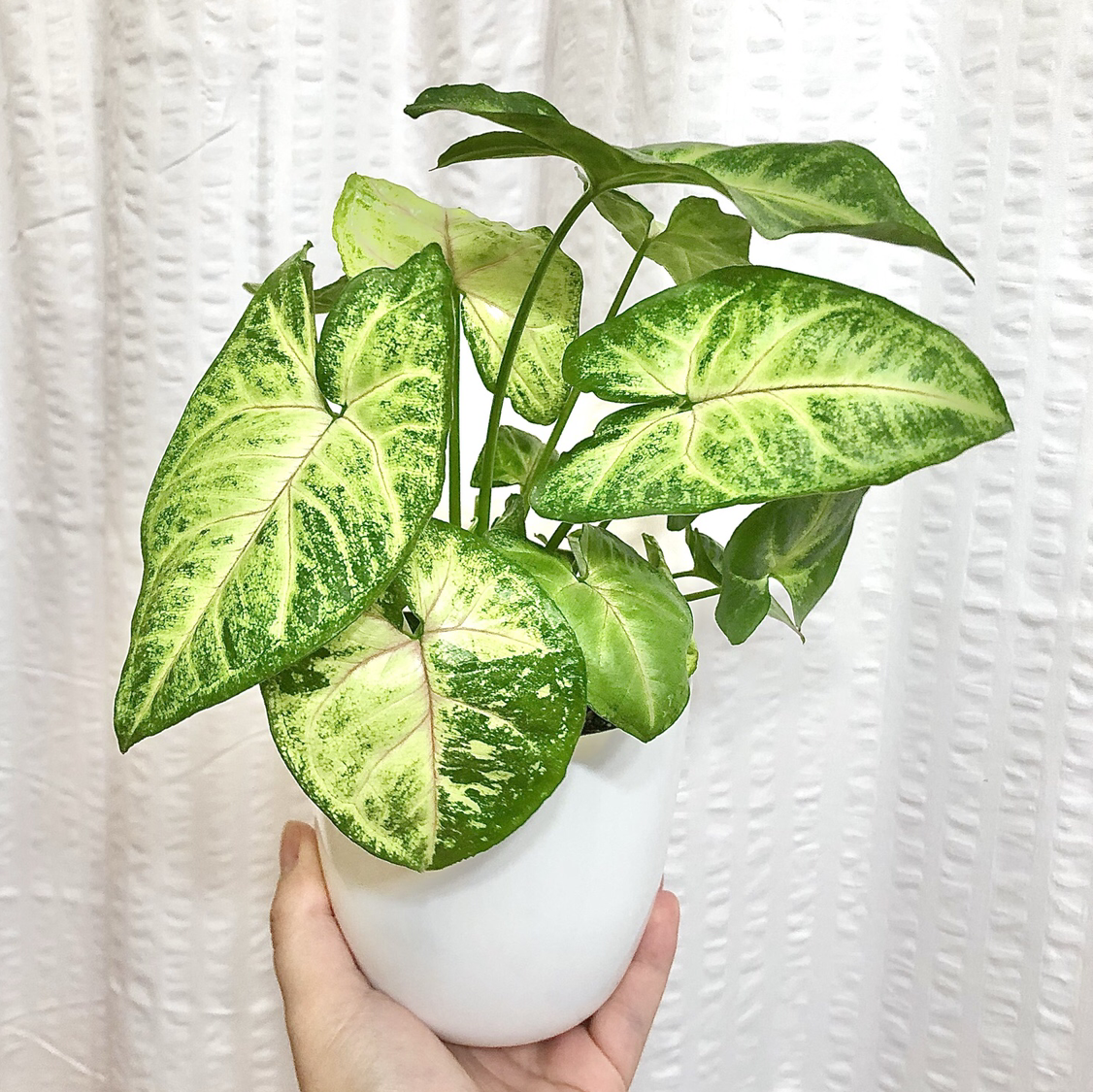 Photo of the plant species Syngonium 'Bright Allusion' by @abidina named Pink Allusion on Greg, the plant care app