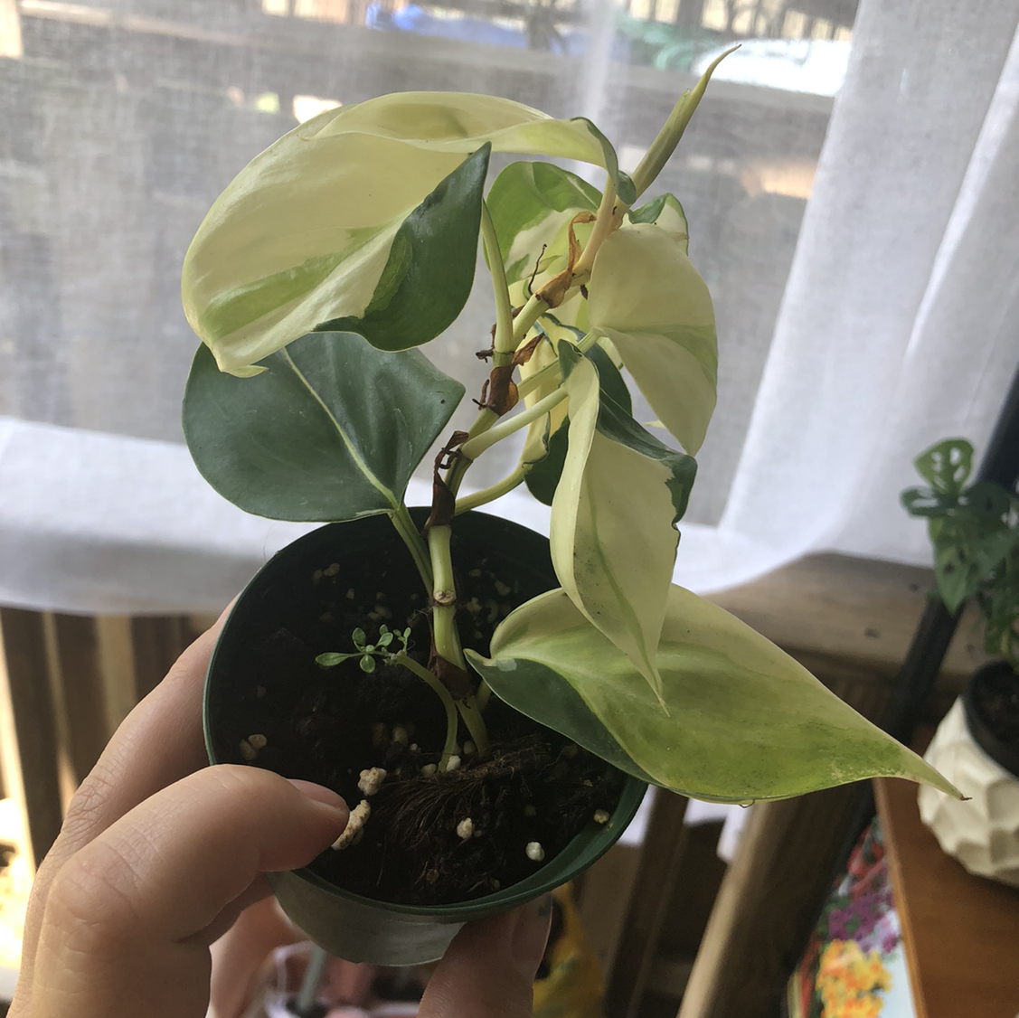Photo of the plant species Philodendron 'Gabby' by @abidina named Gabby on Greg, the plant care app