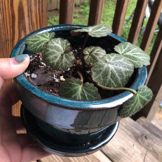 Strawberry Begonia plant in Nashville, Tennessee