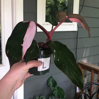 Pink Princess Philodendron plant in Nashville, Tennessee