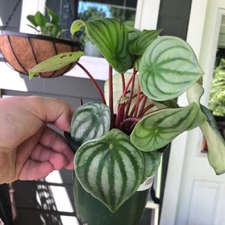 Watermelon Peperomia plant in Nashville, Tennessee
