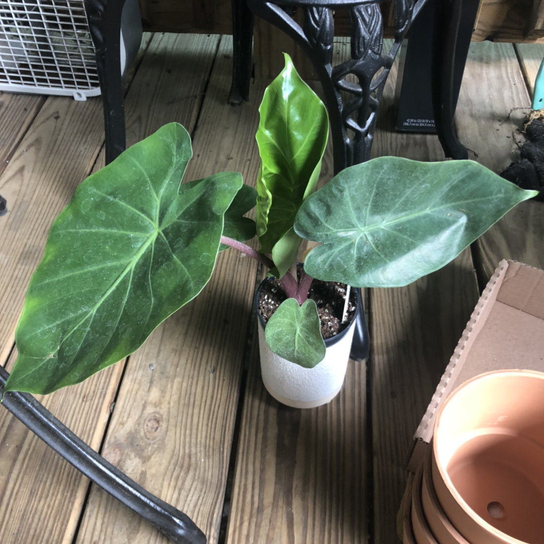 Photo of the plant species Alocasia 'Imperial Red' by @abidina named Imperial Red on Greg, the plant care app