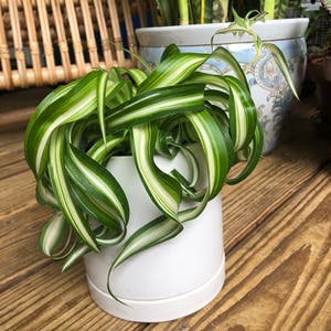 Curly Spider Plant plant photo by @abidina named Bonnie on Greg, the plant care app.