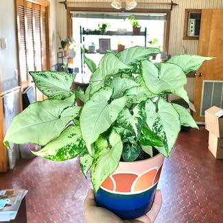 Syngonium 'Holly' plant in Nashville, Tennessee