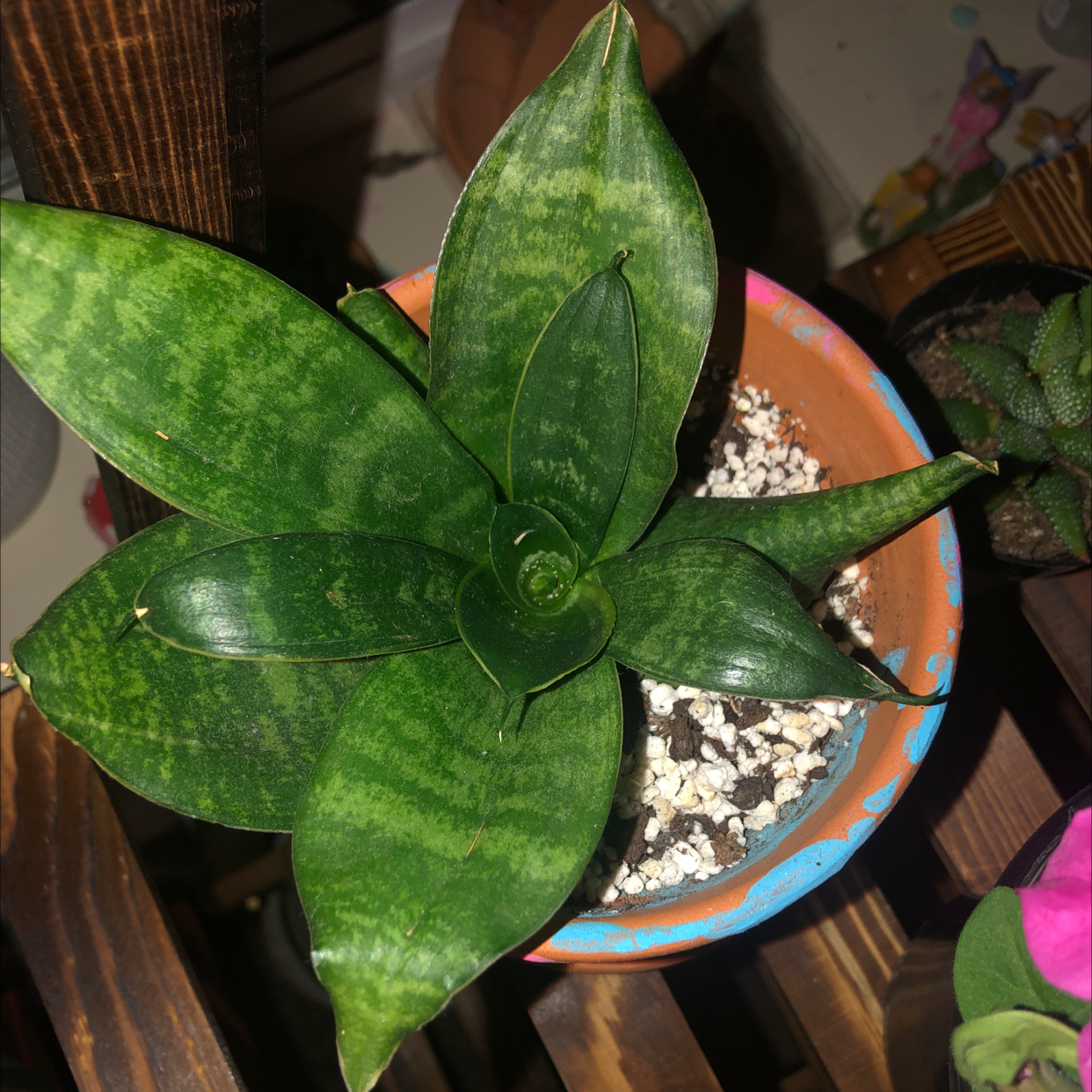 Bird's Nest Snake Plant in a colorful pot with visible soil and healthy green leaves.