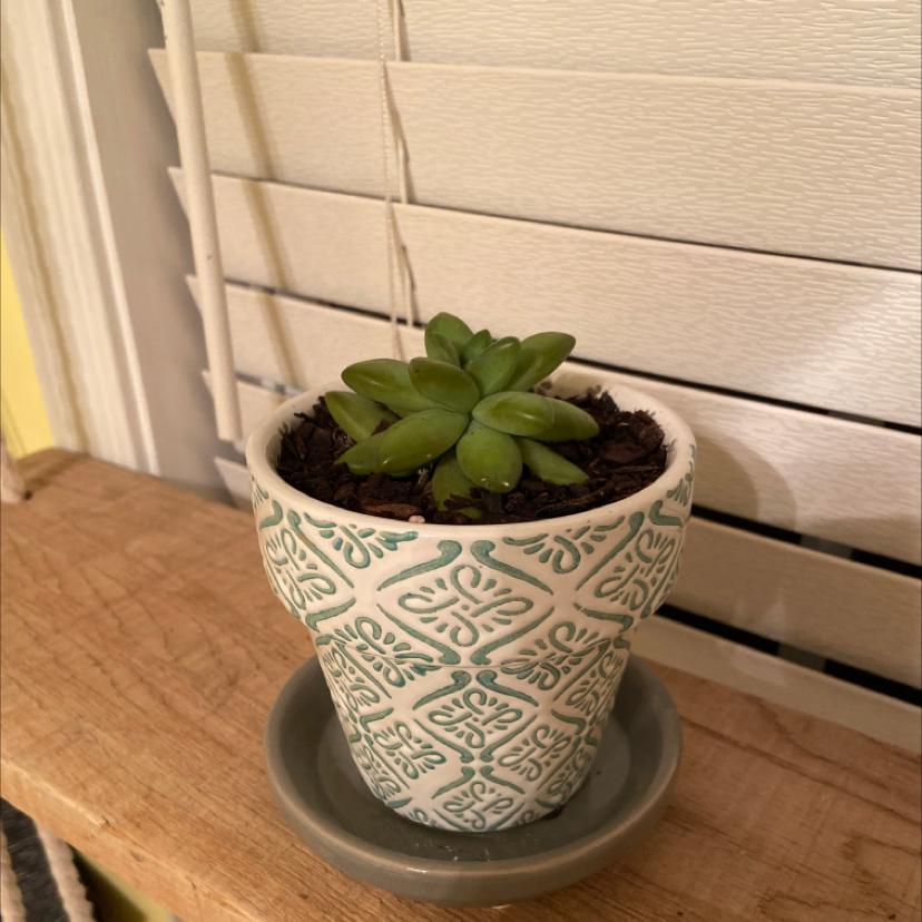 Photo of the plant species Echeveria 'Emerald Ripple' by @brookeandbean named Franny on Greg, the plant care app