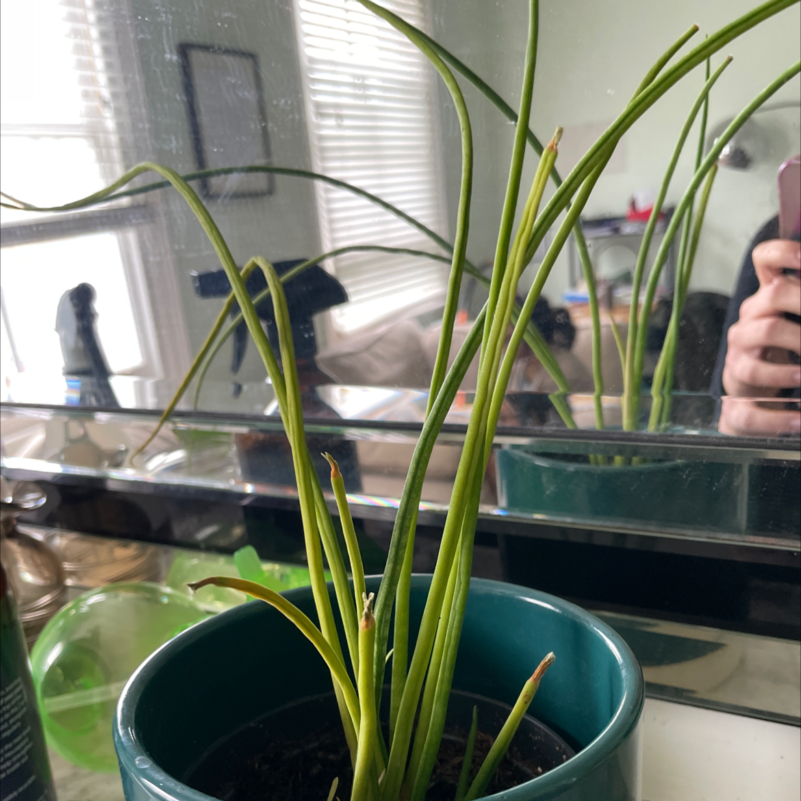 Potted Chinese Chives plant with green leaves, some browning tips, in a green pot indoors.