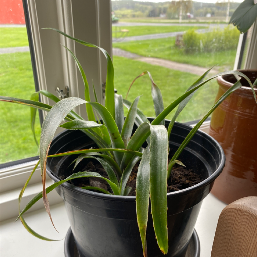 Potted Queen's Tears plant on a windowsill with some browning leaf tips.