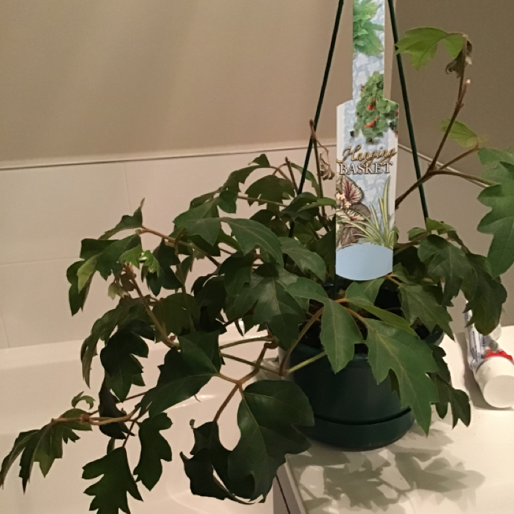 Healthy grape ivy plant in hanging basket, lush green leaves, hand holding care tag.