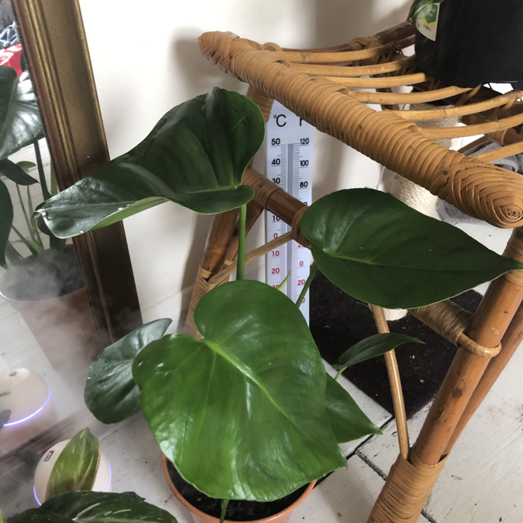 Philodendron Scandens plant photo by @hollyyoungg named Monstera on Greg, the plant care app.