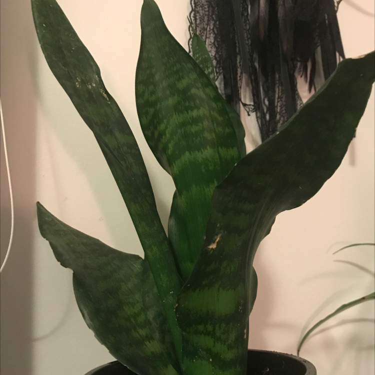 Snake Plant plant photo by @patchandpj named Snakey boii on Greg, the plant care app.