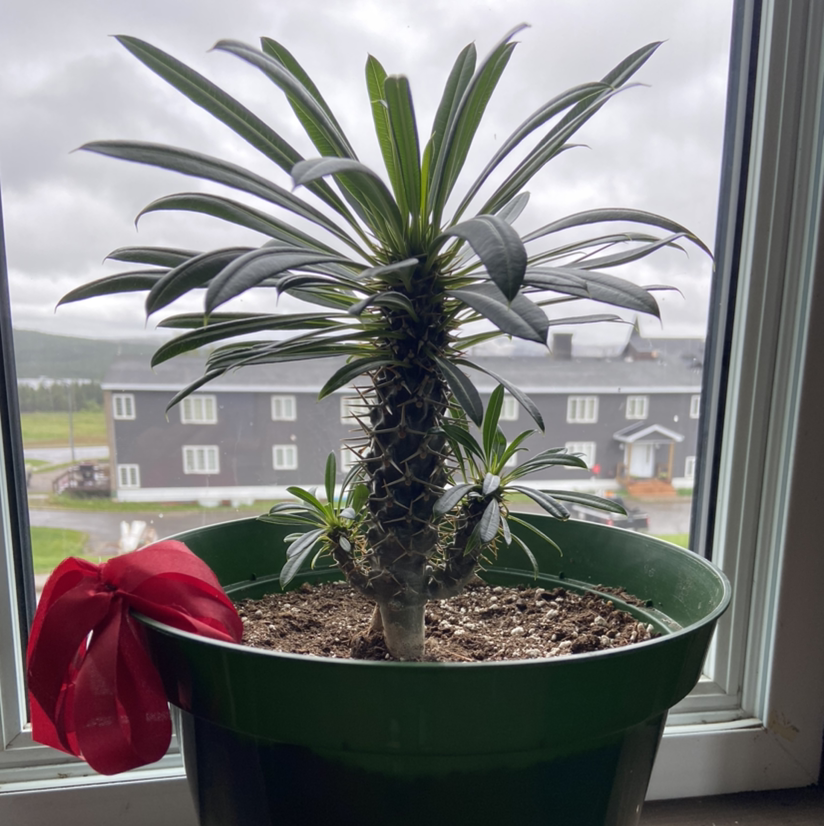 Photo of the plant species Madagascar Palm by @Emilymollie24 named Maddy P on Greg, the plant care app
