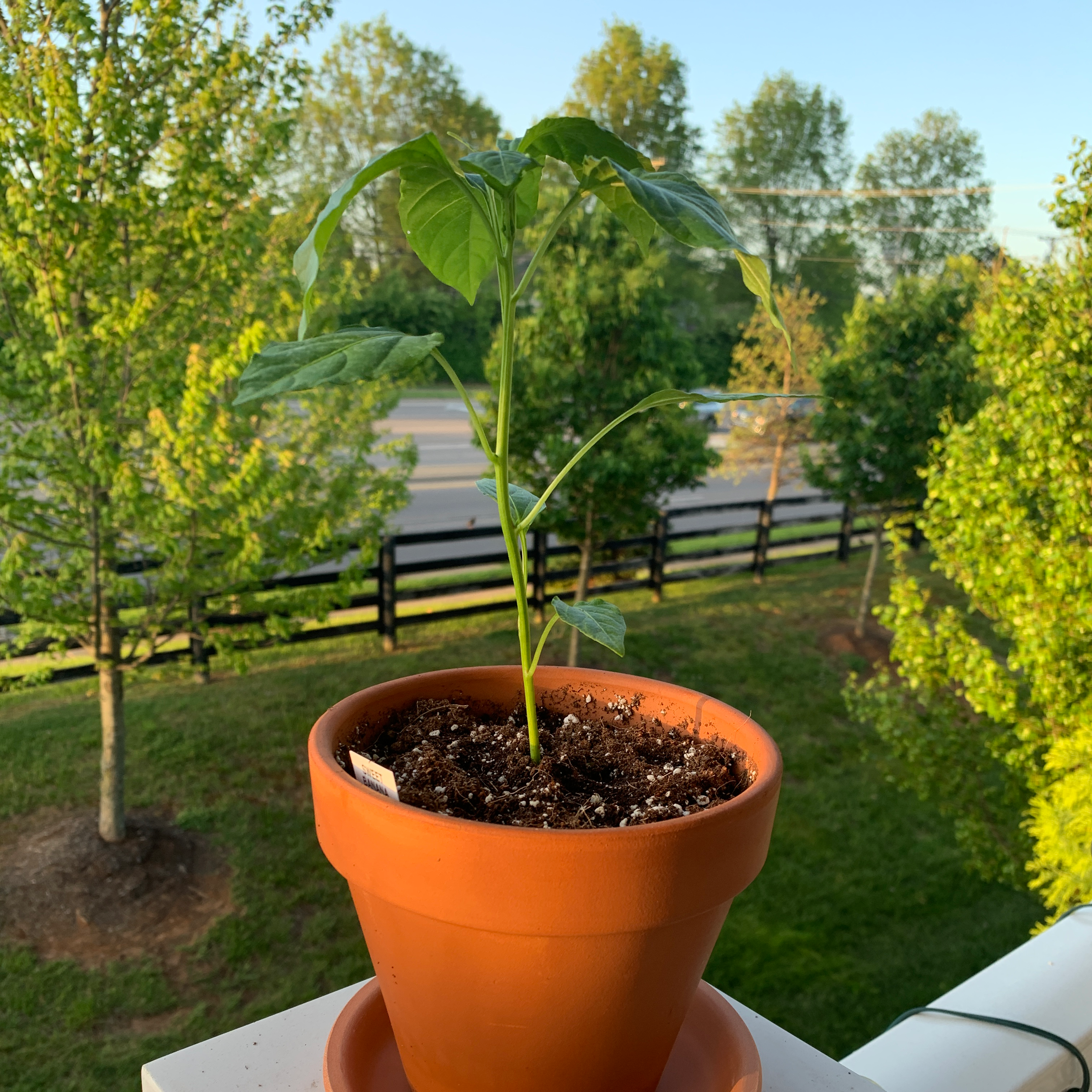 A healthy young Banana Pepper plant in a terracotta pot outdoors.