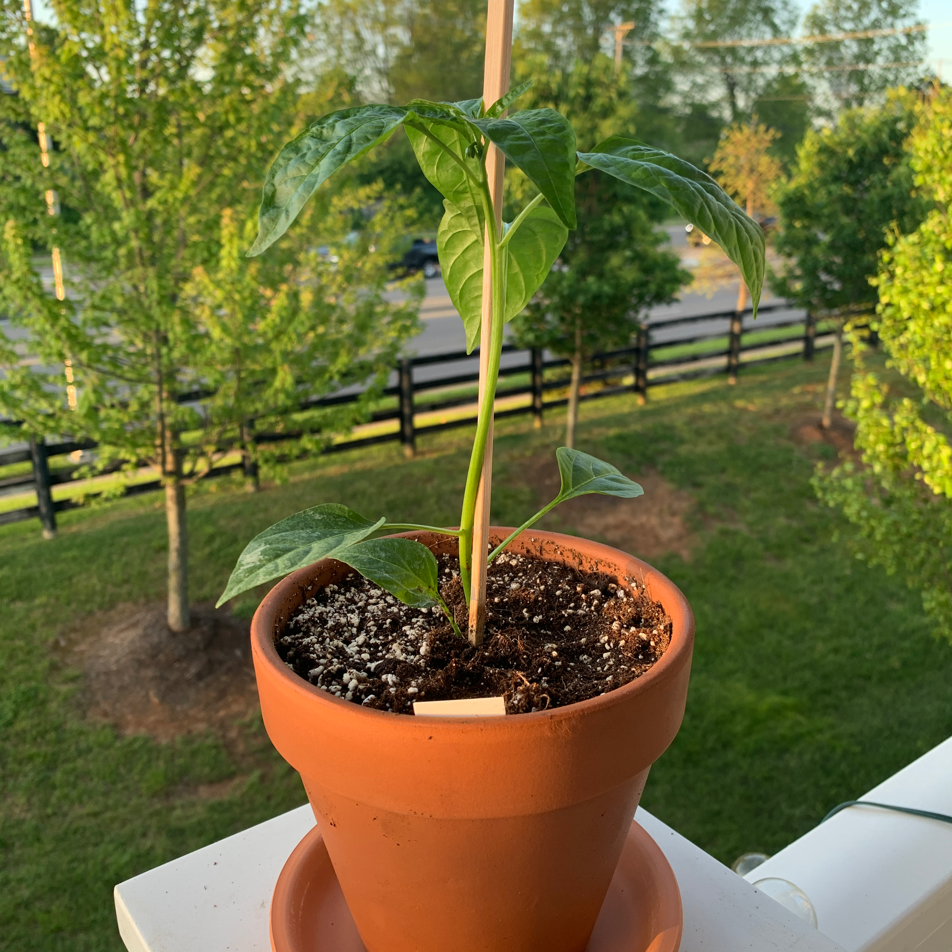 A healthy young Jalapeño Pepper plant in a terracotta pot with green leaves.