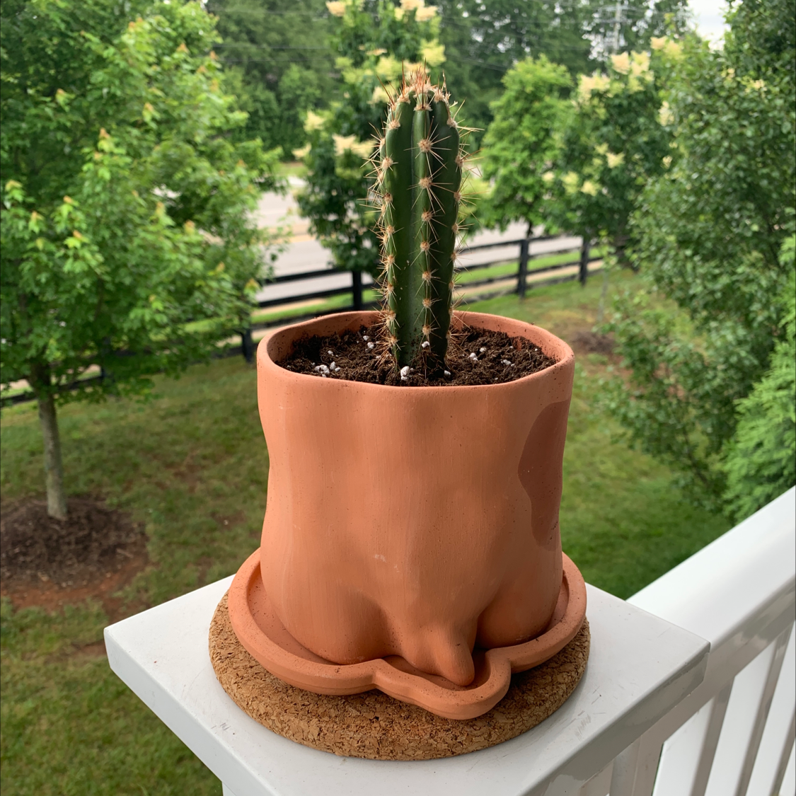 Columnar Cactus in a terracotta pot on a balcony railing with greenery in the background.