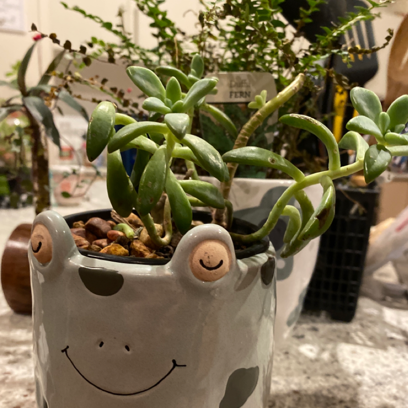 Healthy Pig's Ear (Cotyledon orbiculata) in a decorative pot with visible soil.