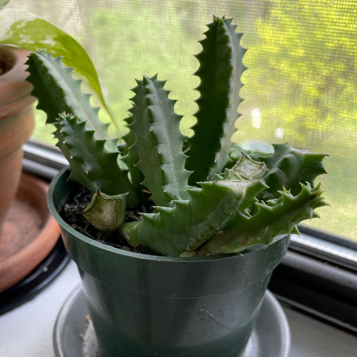 Lifesaver Cactus in a green pot on a windowsill, appearing healthy.