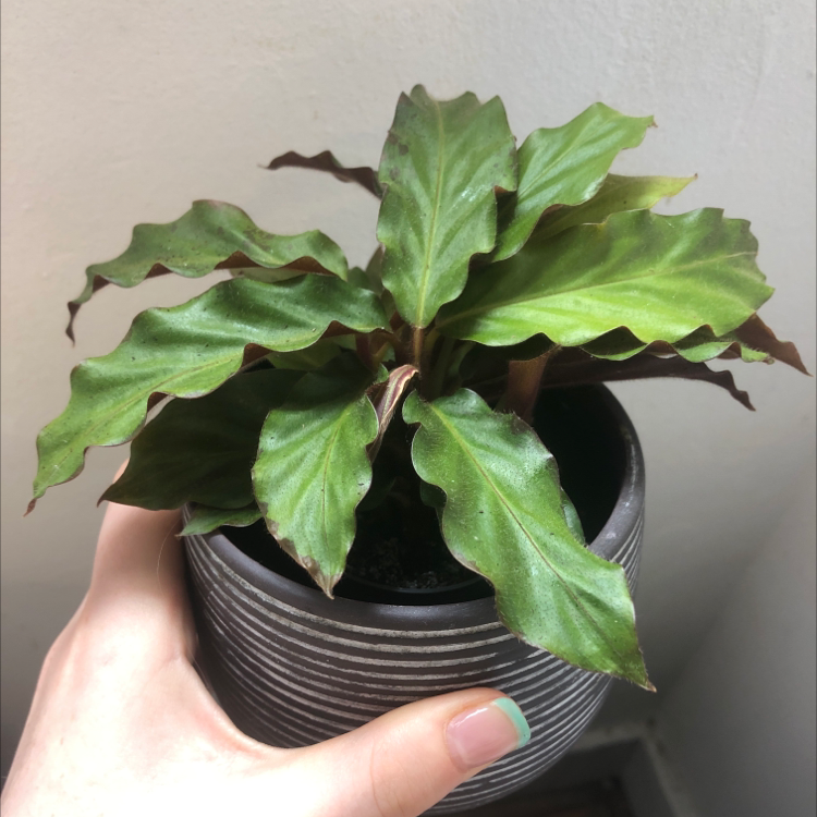 Photo of the plant species Furry Feather Calathea by Annie named Forest on Greg, the plant care app