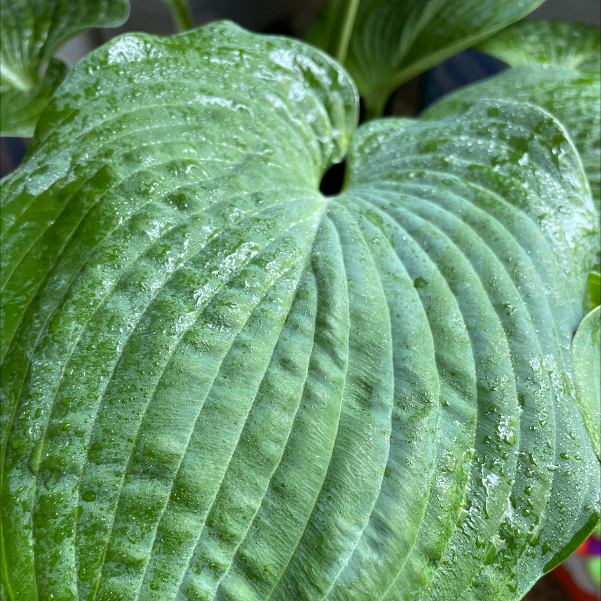 What Do I Do About siebold's plantain lily root rot?