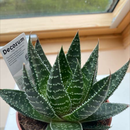 Photo of the plant species Gasteraloe 'Apollo' by Emma named Dolores on Greg, the plant care app