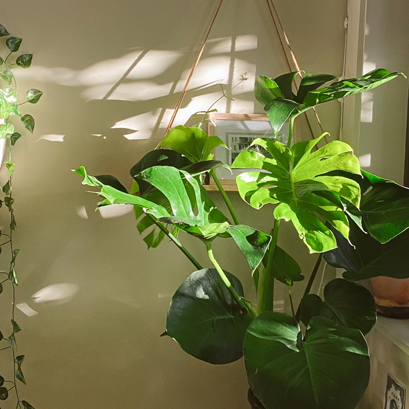 Monstera plant photo by Olivia named Charlie on Greg, the plant care app.
