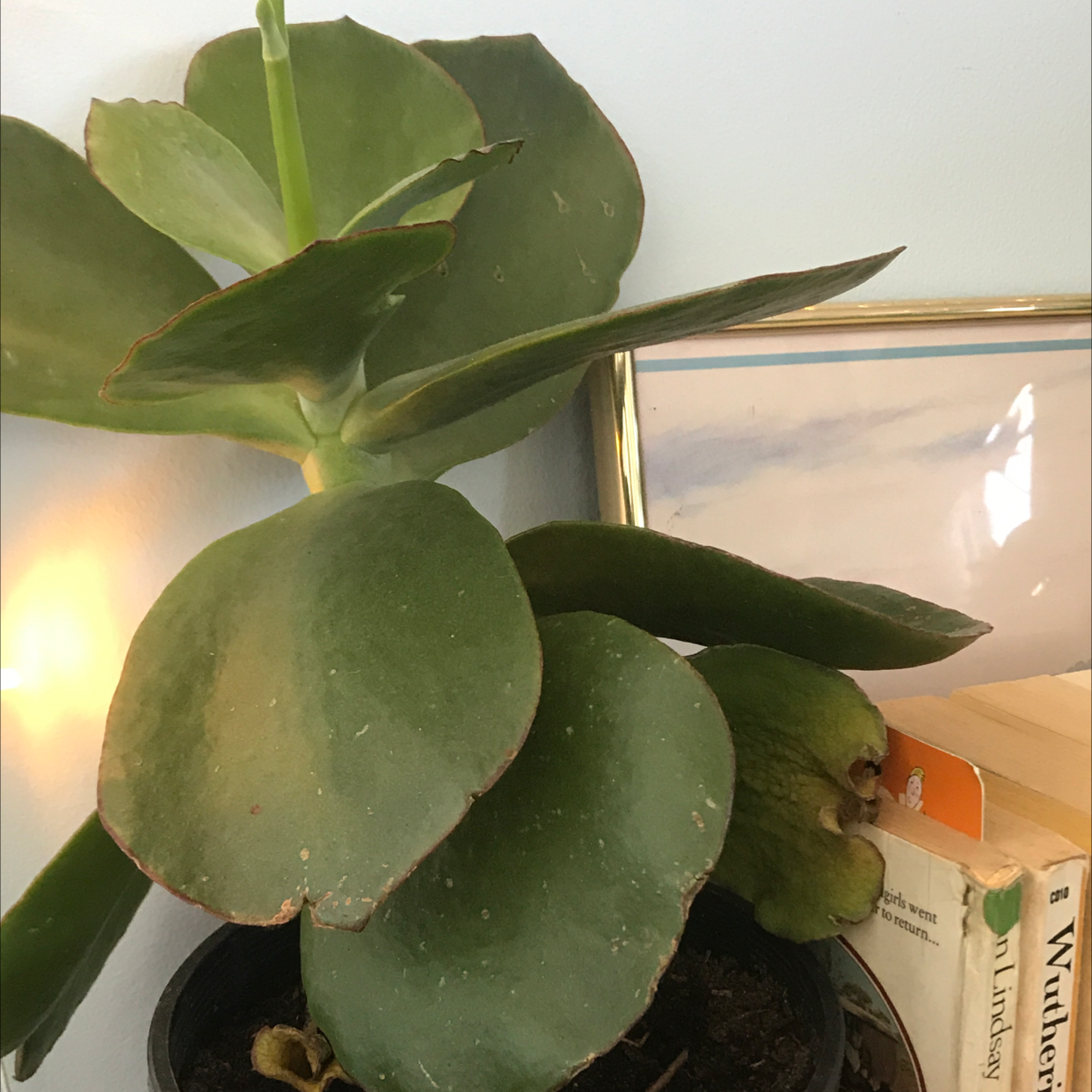 Pig's Ear plant with thick, fleshy leaves in a pot. Some browning on leaf edges.
