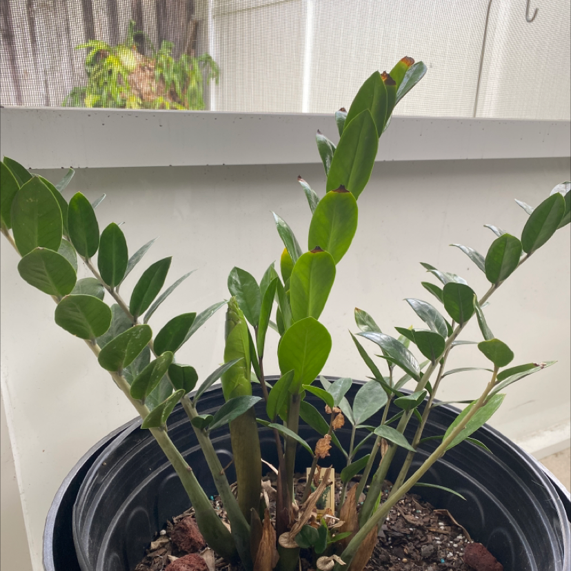 Zamioculcas Zamiifolia plant photo by Vinet named Sol on Greg, the plant care app.