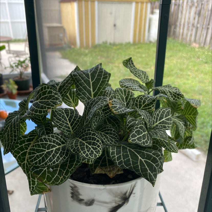 Nerve Plant plant photo by Vinet named Fittonia on Greg, the plant care app.