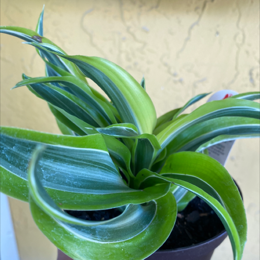 Photo of the plant species Lemon Surprise Dracaena by Vinet named July on Greg, the plant care app