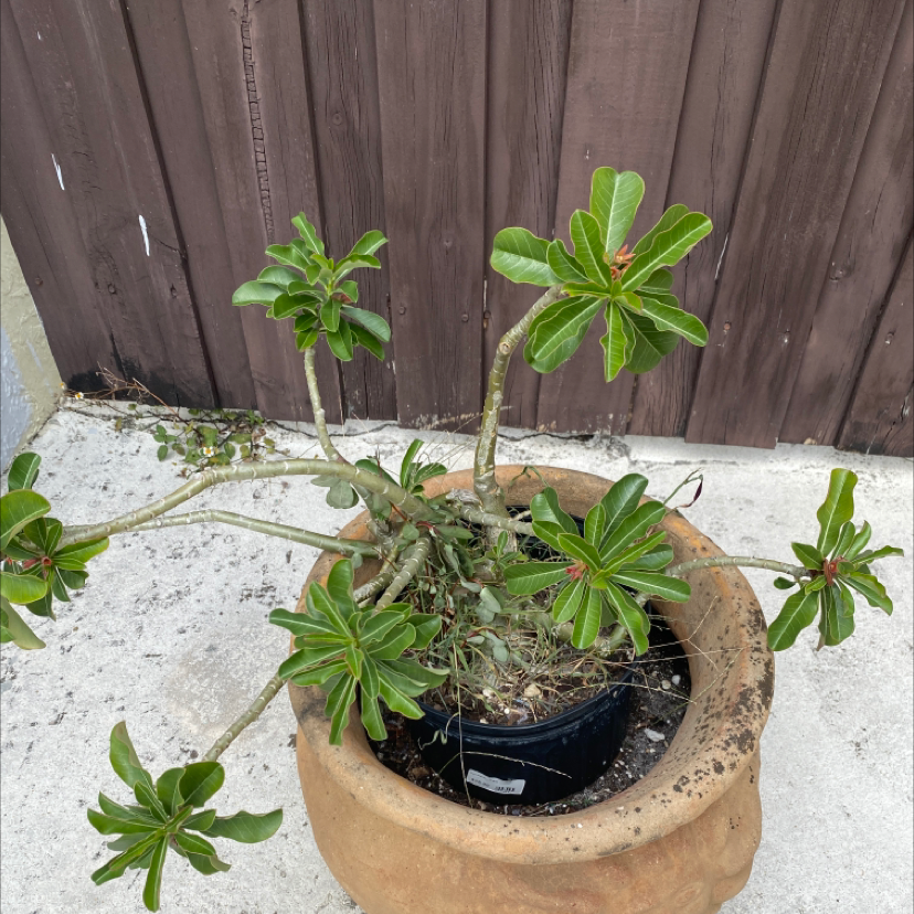 Desert Rose Plant plant photo by Vinet named Aristotle on Greg, the plant care app.