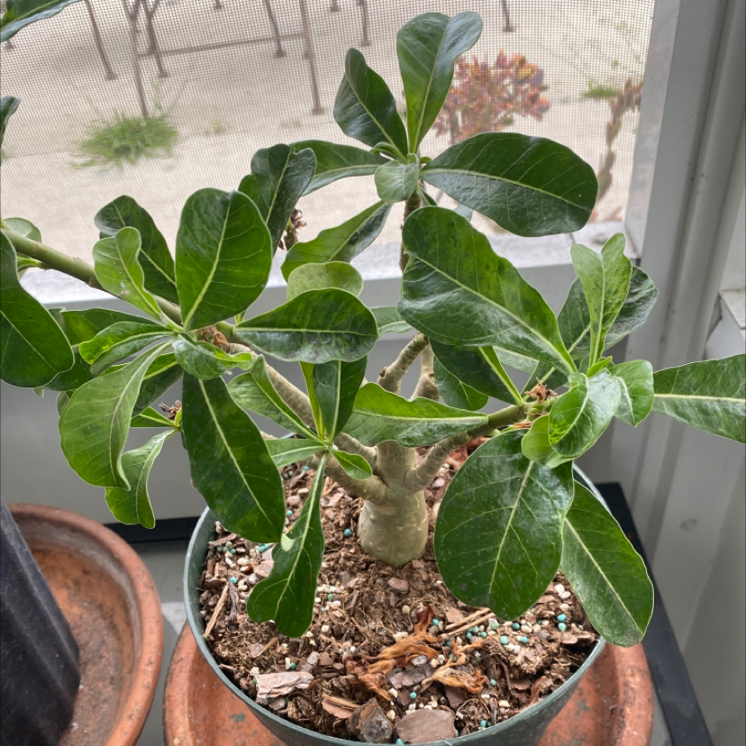 Desert Rose Plant plant photo by Vinet named Rosie Desert Rose on Greg, the plant care app.